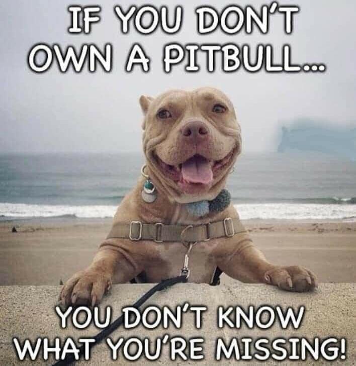 IF YOU DON'T OWN A PITBULL... YOU DON'T KNOW WHAT YOU'RE MISSING!
