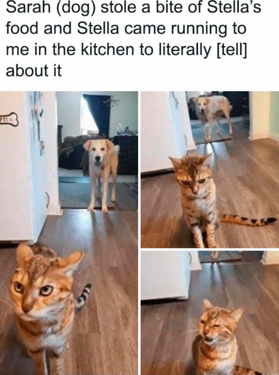 food and Stella came running to me in the kitchen to literally tell about it