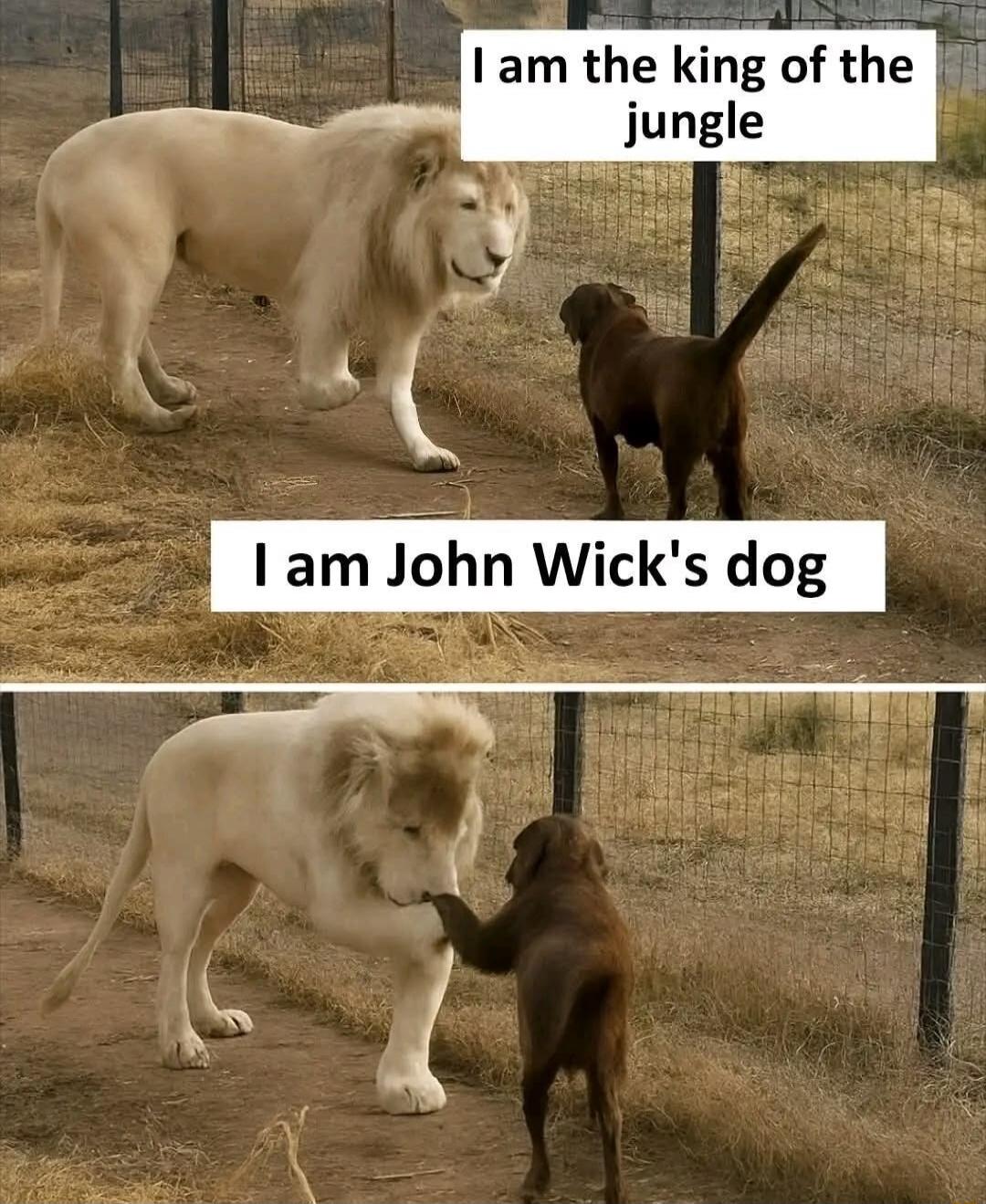 A meme featuring a white lion and a brown dog. In the top panel, the lion stands tall with the text 'I am the king of the jungle', while the dog faces it with the text 'I am John Wick's dog'. In the bottom panel, the lion bows its head and the dog touches its paw, implying respect or submission.