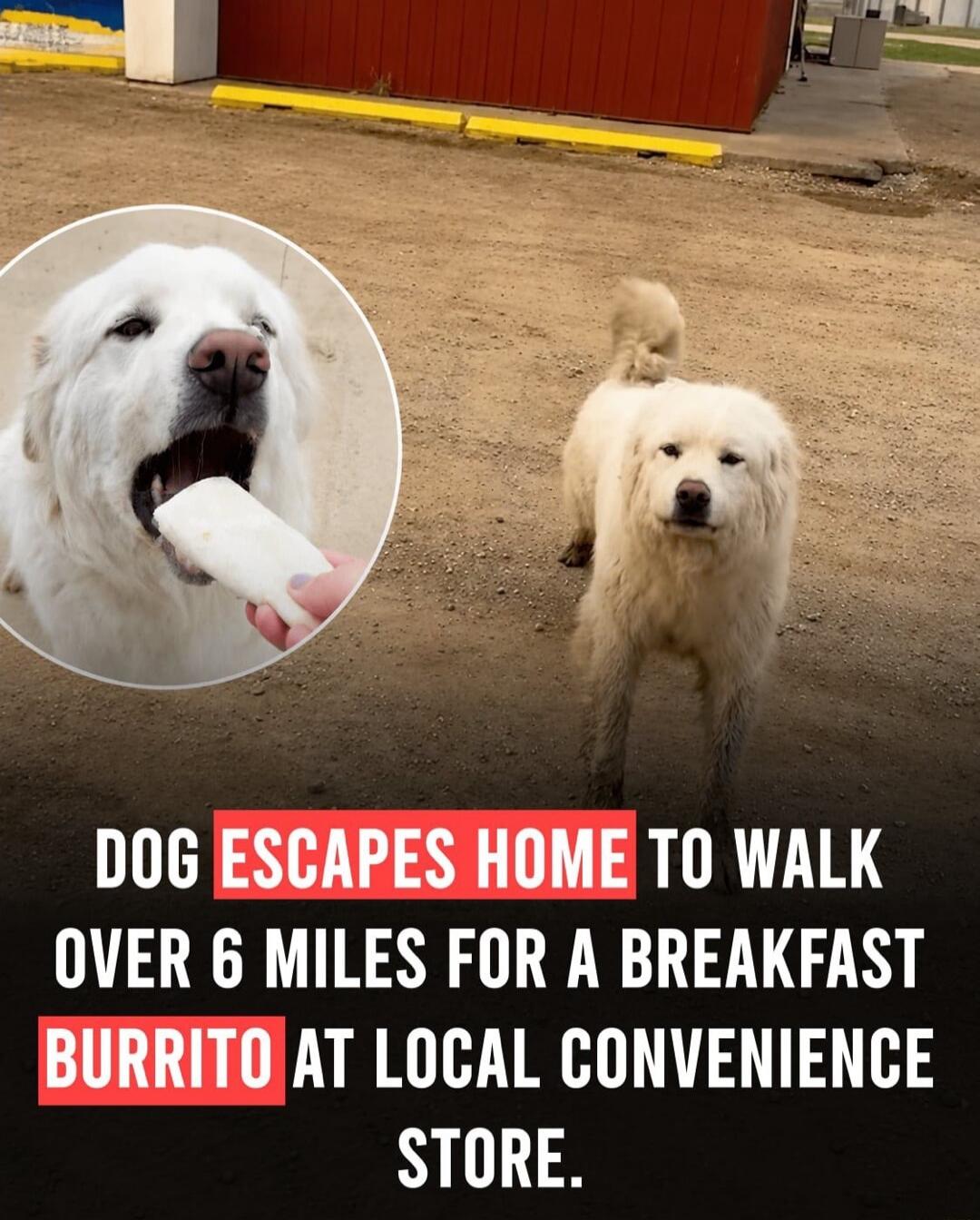 DOG ESCAPES HOME TO WALK OVER 6 MILES FOR A BREAKFAST BURRITO AT LOCAL CONVENIENCE STORE.
