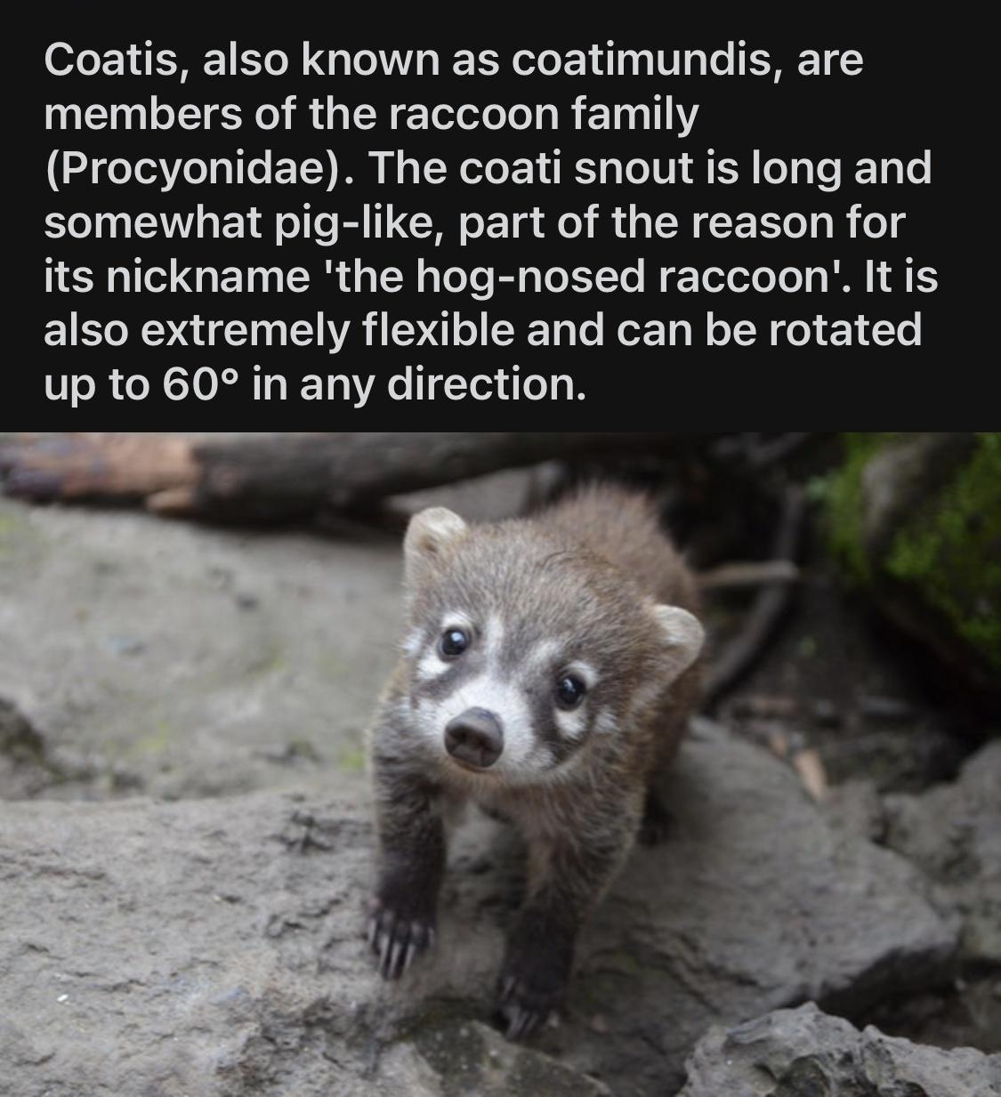 g rAwwducational L U7AVeTaa 14 F11o T WENCT o IR 0 e U1 g Coatis also known as coatimundis are members of the raccoon family Procyonidae The coati snout is long and somewhat pig like part of the reason for 1R 1o GETN IR TN gTeTe Bl pToXTTe N ToTolo Lol s BN T also extremely flexible and can be rotated up to 60 in any direction