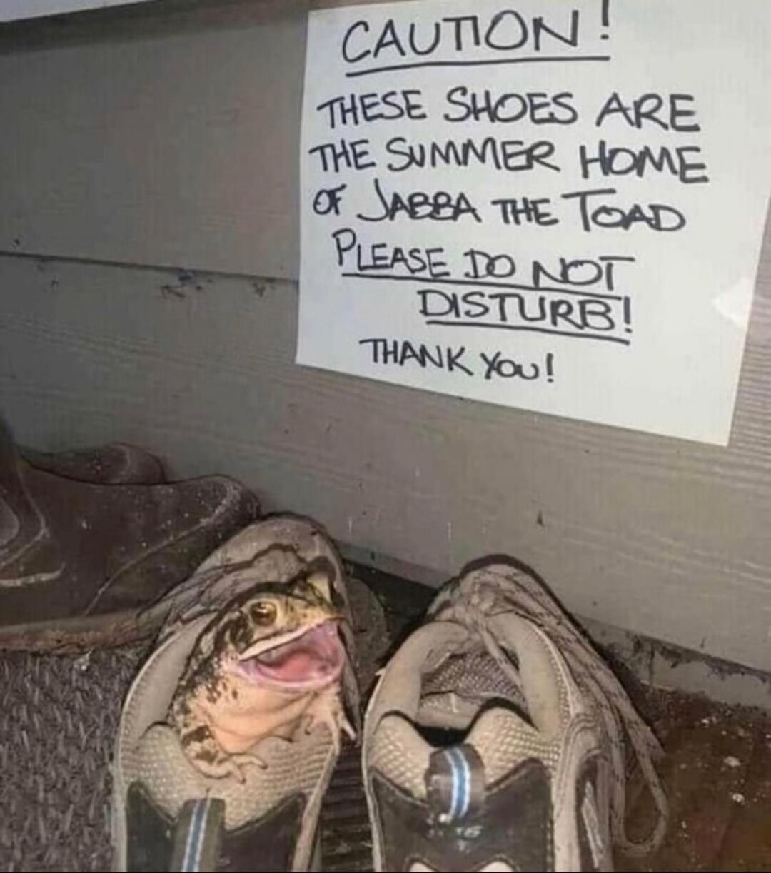 CAUTION! THESE SHOES ARE THE SUMMER HOME OF JABBA THE TOAD PLEASE DO NOT DISTURB! THANK YOU! A toad is sitting inside a shoe with its mouth open.