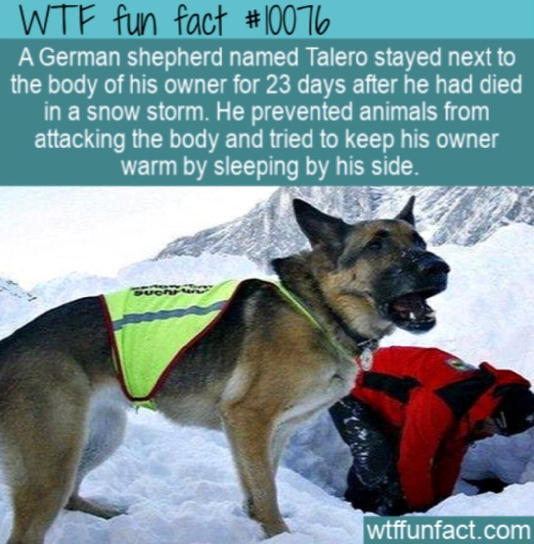 WTF fun fact 1007k