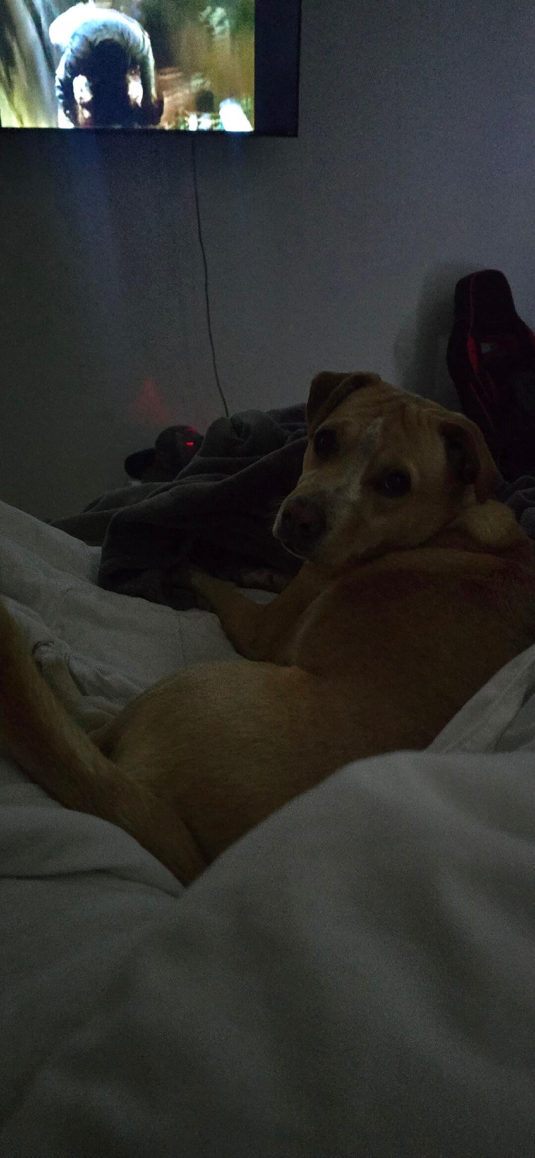 A dog lying on a bed looking at the camera; TV on the wall playing a show.