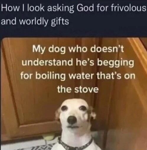 A NIT Ry A eTele R TR I el TV EEale RWVeTq e VA111E My dog who doesnt understand hes begging for boiling water thats on the stove