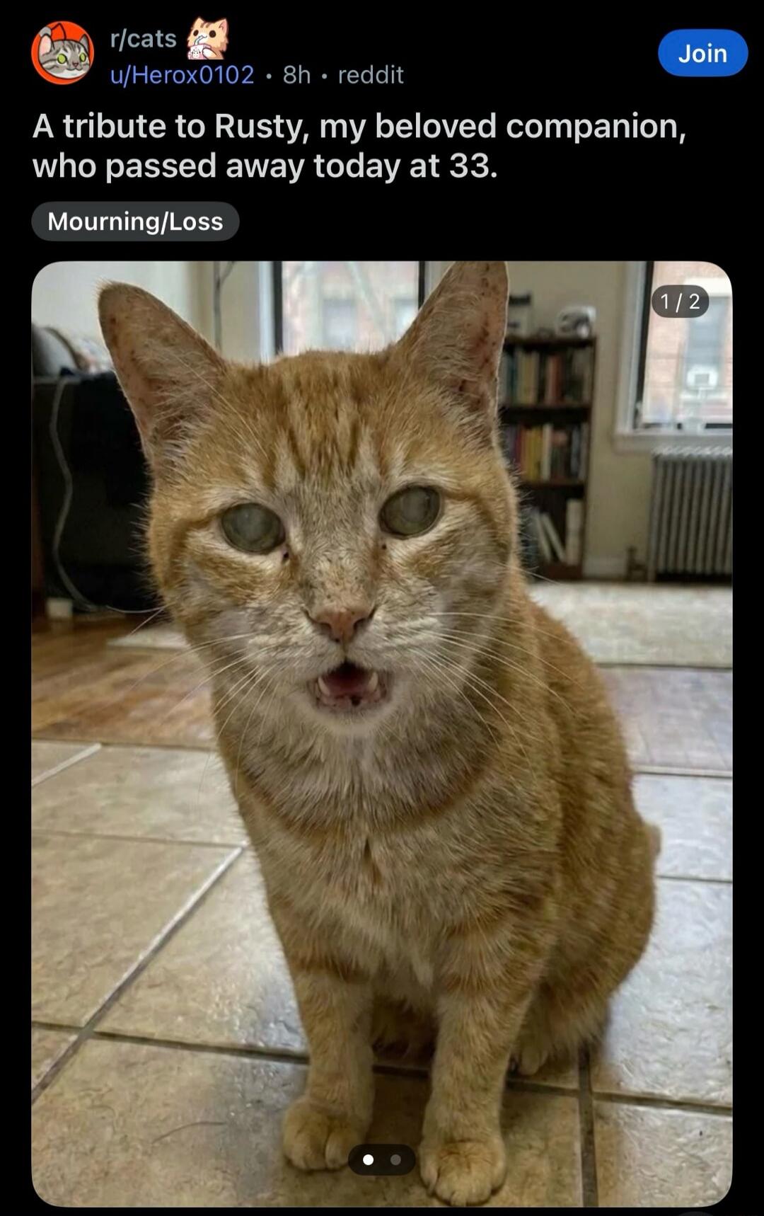 A tribute to Rusty, my beloved companion, who passed away today at 33. Mourning/Loss