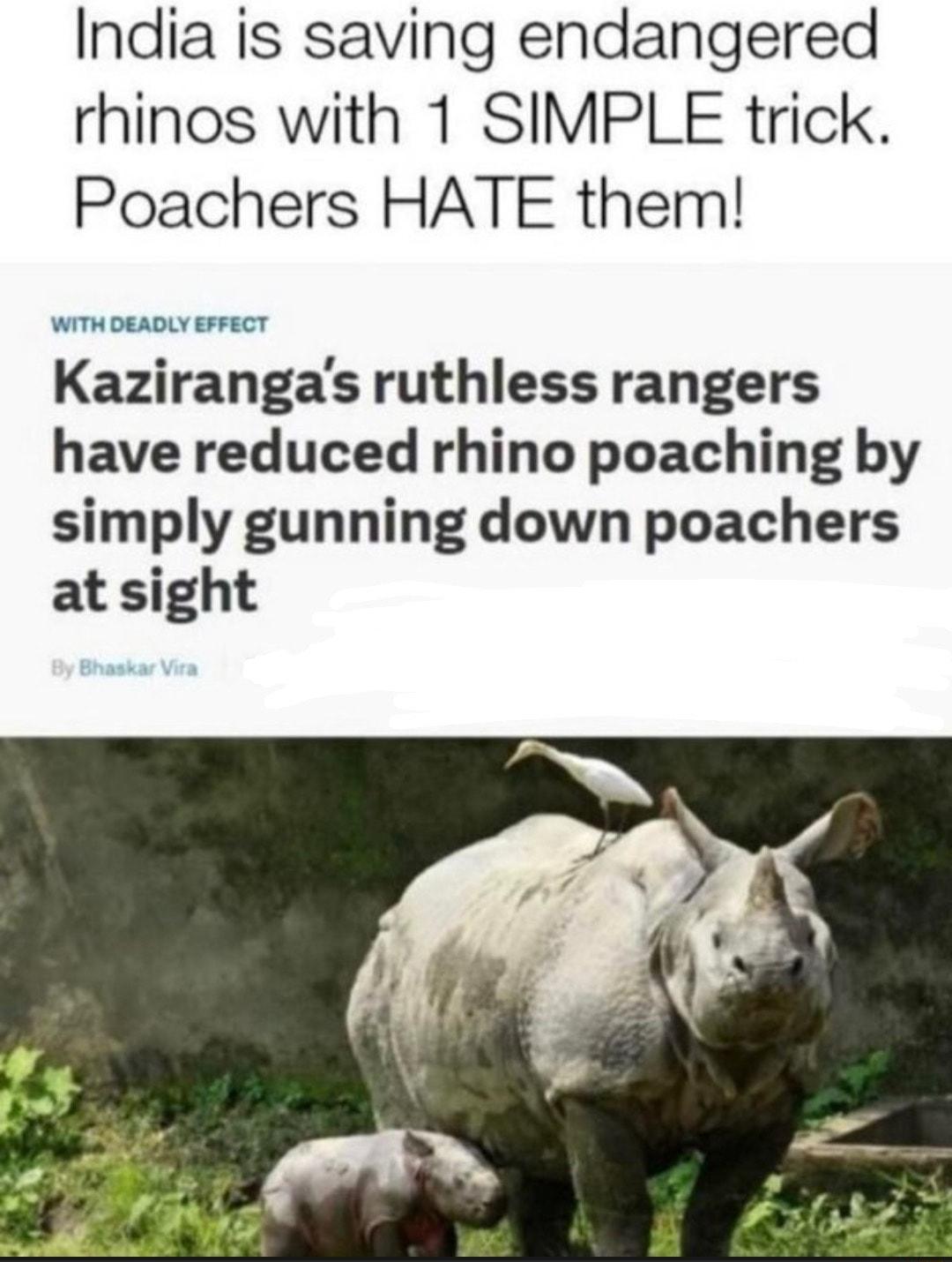 India is saving endangered rhinos with 1 SIMPLE trick Poachers HATE them WITHDEADLY EFFECT Kazirangas ruthless rangers have reduced rhino poaching by simply gunning down poachers at sight