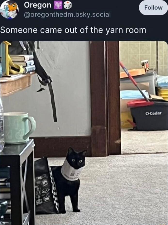 Someone came out of the yarn room
O-Cedar