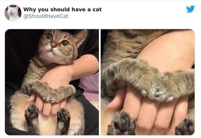 Why you should have a cat P Yt ShouldHaveCa