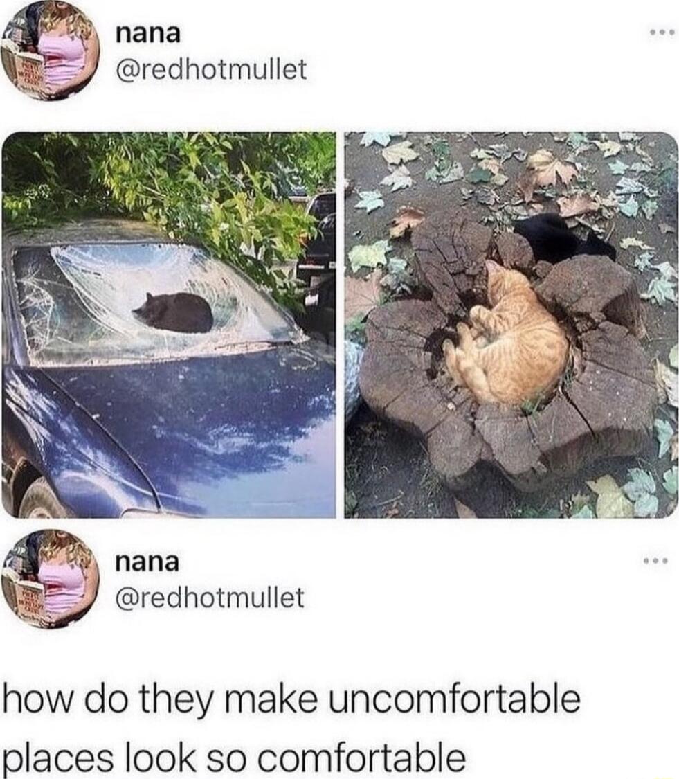 nana redhotmullet gt redhotmullet how do they make uncomfortable places look so comfortable