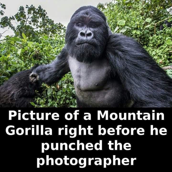 Picture of a Mountain el g IEW T 3l TV T 0 TS o111 Vel TYo l o 1 photographer