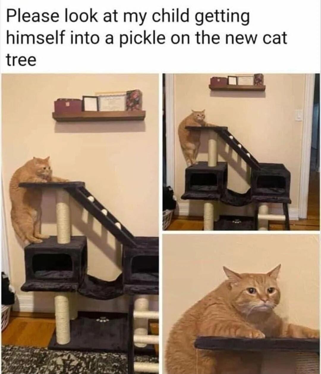 Please look at my child getting himself into a pickle on the new cat tree l