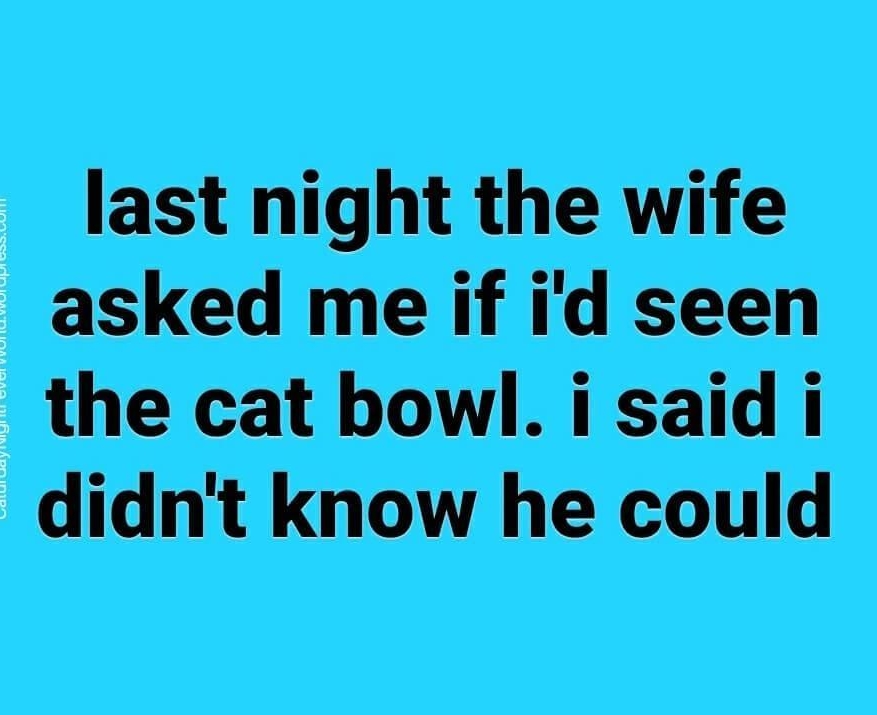 last night the wife asked me if id seen the cat bowl i said i didnt know he could