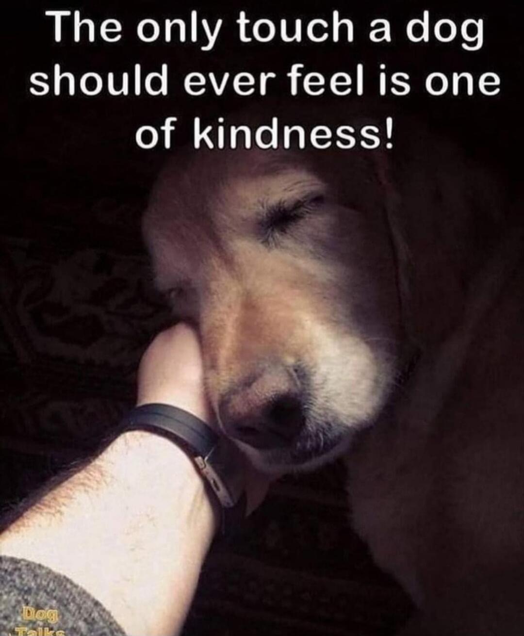 The only touch a dog should ever feel is one of kindness! Dog Talks