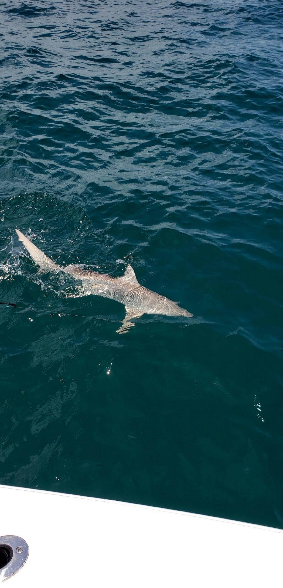 A shark swimming near a boat in the ocean.