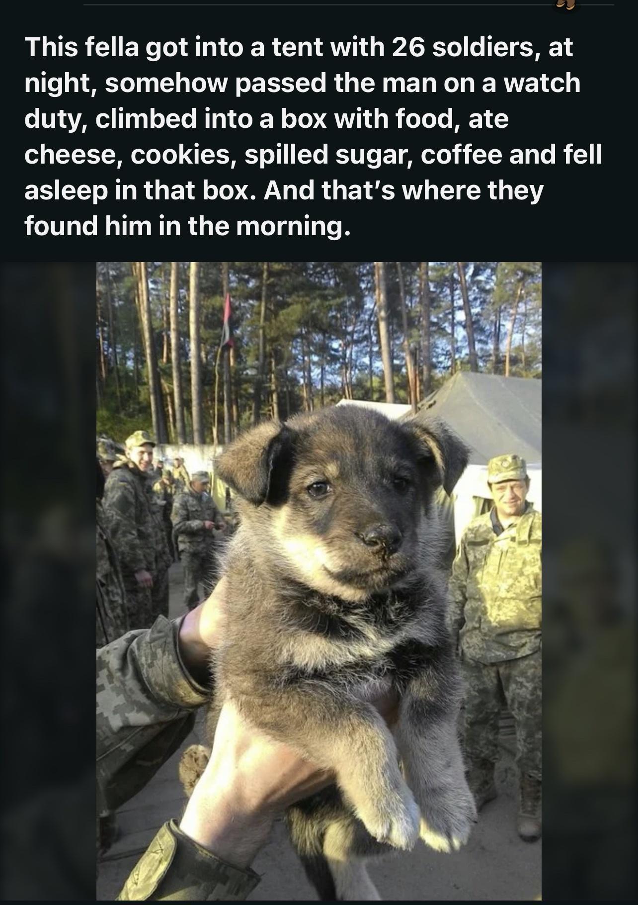This fella got into a tent with 26 soldiers at night somehow passed the man on a watch duty climbed into a box with food ate cheese cookies spilled sugar coffee and fell ERCET AR GE N L GG R G ETERI TR T found him in the morni