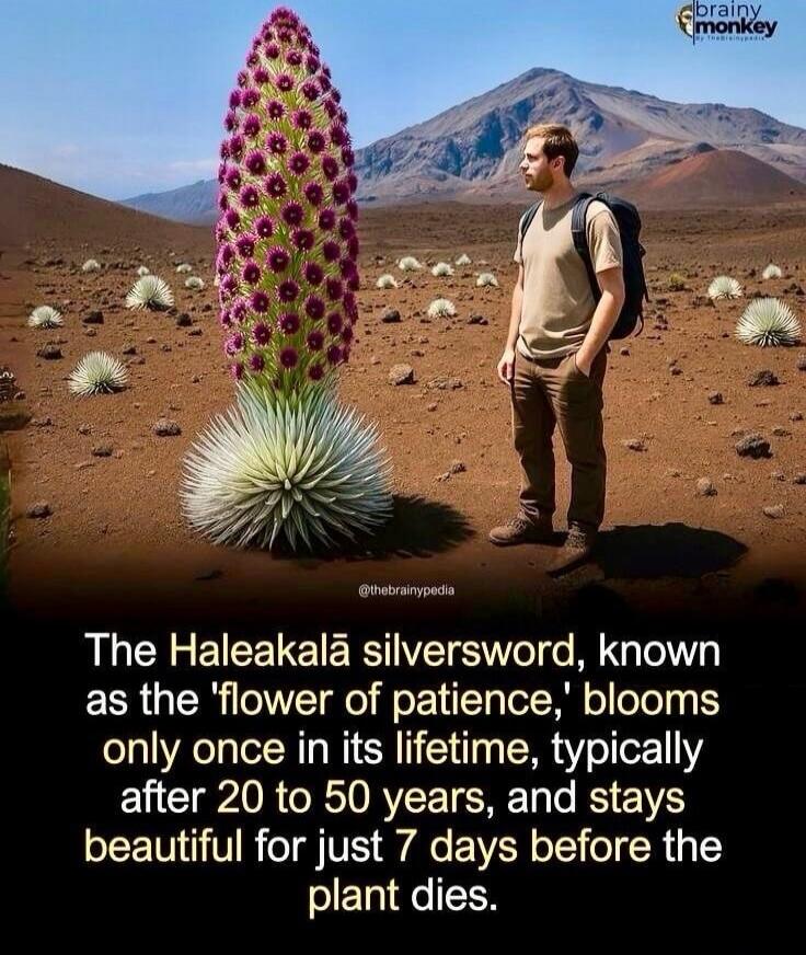 The Haleakalā silversword, known as the 'flower of patience,' blooms only once in its lifetime, typically after 20 to 50 years, and stays beautiful for just 7 days before the plant dies.
