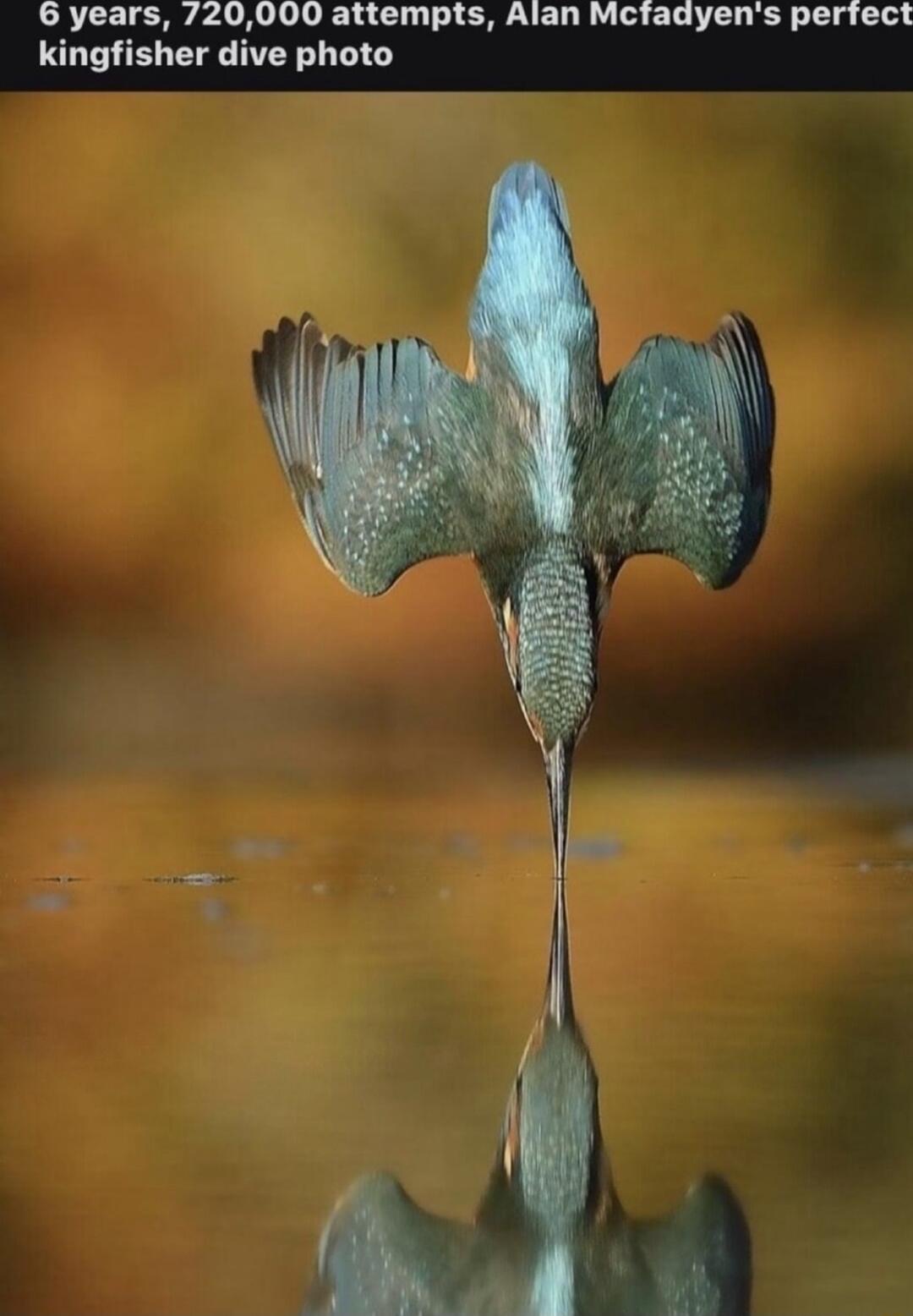 6 years 720000 attempts Alan Mctadyens perfect kingfisher dive photo