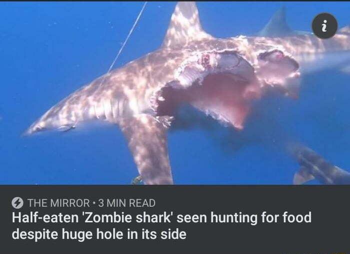 RISV REAVINETY Half eaten Zombie shark seen hunting for food despite huge hole in its side