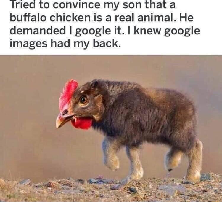 buffalo chicken is a real animal He demanded google it knew google images had my back