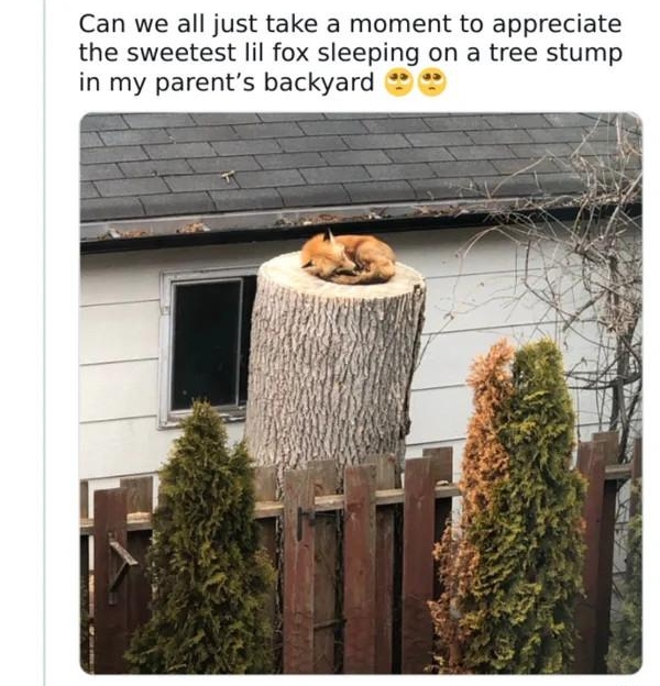 sara Ryan v 3SaraRenceRyan Follow Can we all just take a moment to appreciate the sweetest lil fox sleeping on a tree stump in my parents backyard 1012 PM Mar 17 2020 Read the tull conversation on Twitter