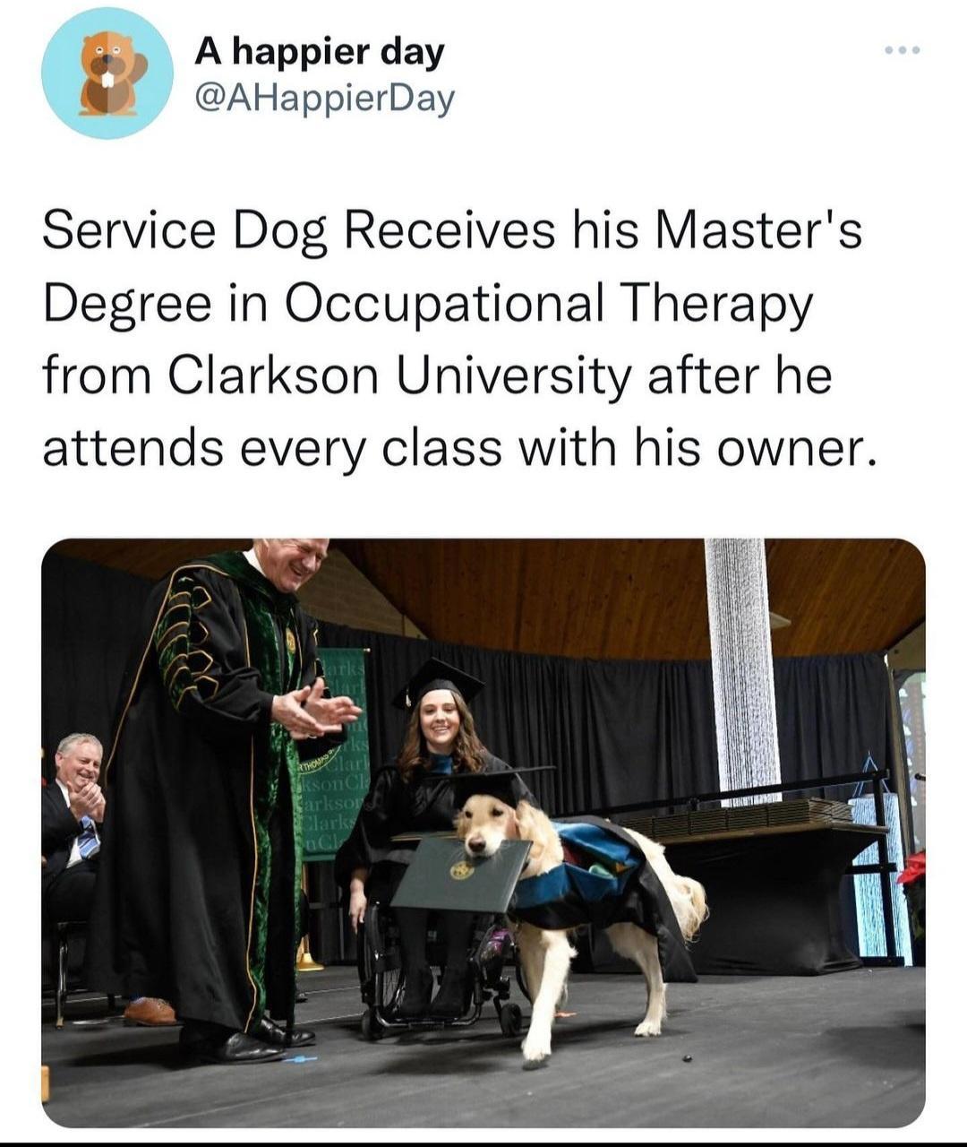 Ahappier day AHappierDay Service Dog Receives his Masters Degree in Occupational Therapy from Clarkson University after he attends every class with his owner
