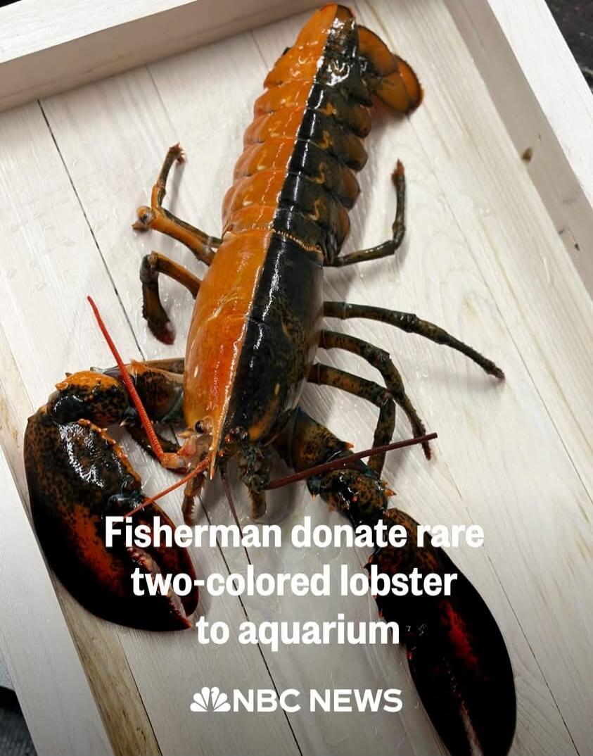 Fisherman donate rare two-colored lobster to aquarium NBC NEWS
