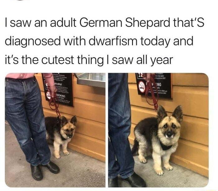 Hebah Hebahx saw an adult German Shepard thatS diagnosed with dwarfism today and its the cutest thing saw all year ET