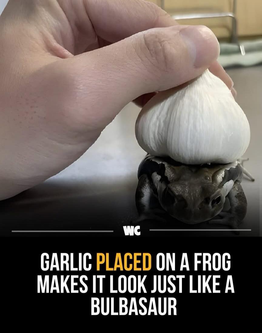 GARLIC PLACED ON A FROG MAKES IT LOOK JUST LIKE A BULBASAUR