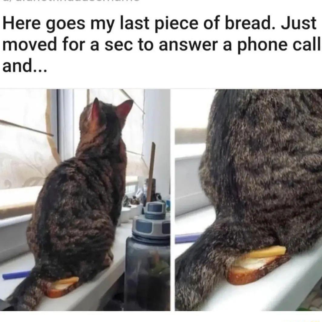 Here goes my last piece of bread Just moved for a sec to answer a phone call and