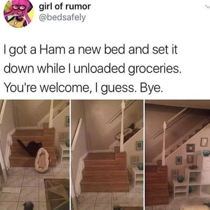 girl of rumor bedsafely got a Ham a new bed and set it down while unloaded groceries Youre welcome guess Bye g R