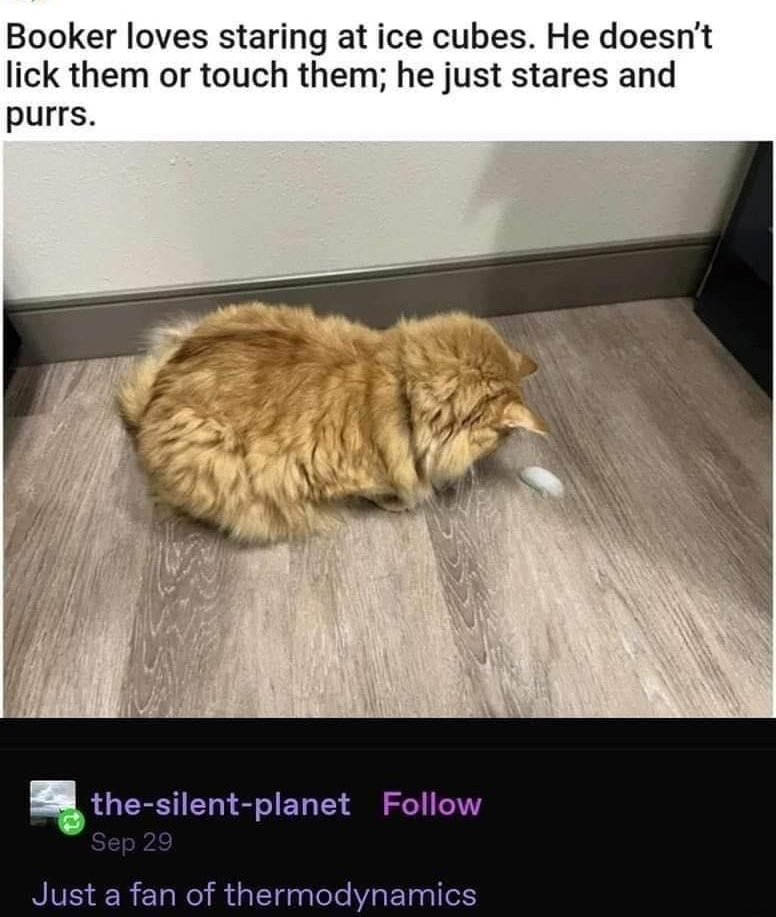 ChalkButter Booker loves staring at ice cubes He doesnt lick them or touch them he just stares and purrs