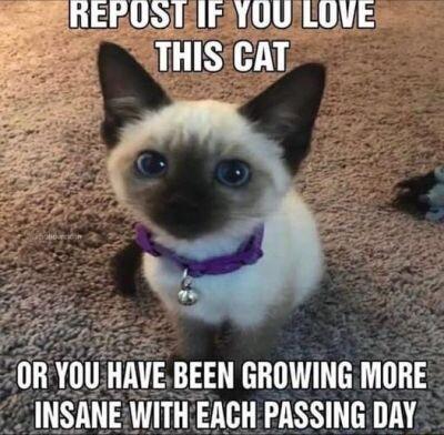 W AUSURLA LR 3 g 1L OR YOU HAVEBEEN GROWING MORE INSANE WITH EACH PASSING DAY