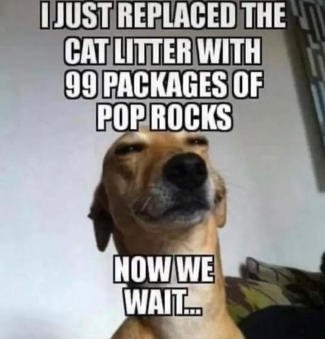 I JUST REPLACED THE CAT LITTER WITH 99 PACKAGES OF POP ROCKS NOW WE WAIT...