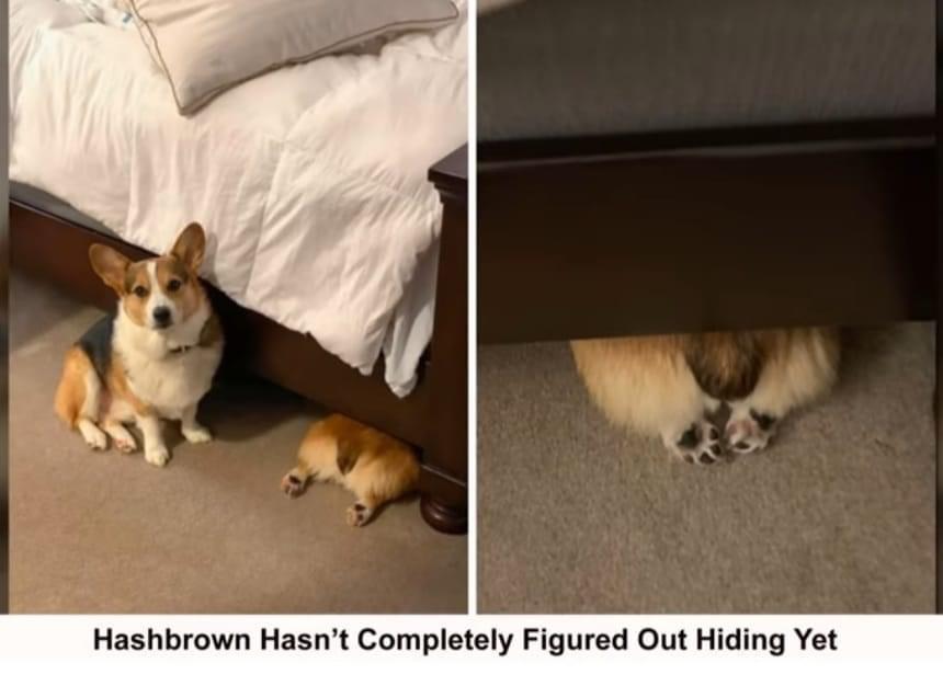 Hashbrown Hasnt Completely Figured Out Hiding Yet