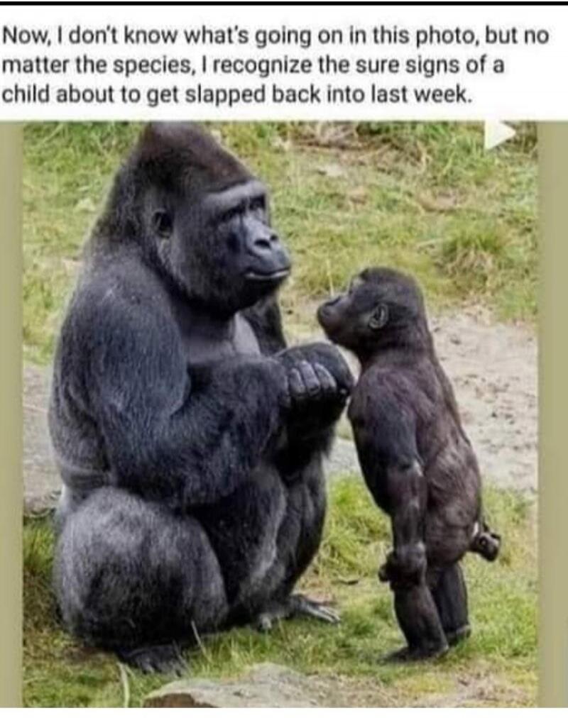 Now, I don't know what's going on in this photo, but no matter the species, I recognize the sure signs of a child about to get slapped back into last week.