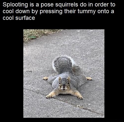 Splooting is a pose squirrels do in order to cool down by pressing their tummy onto a cool surface