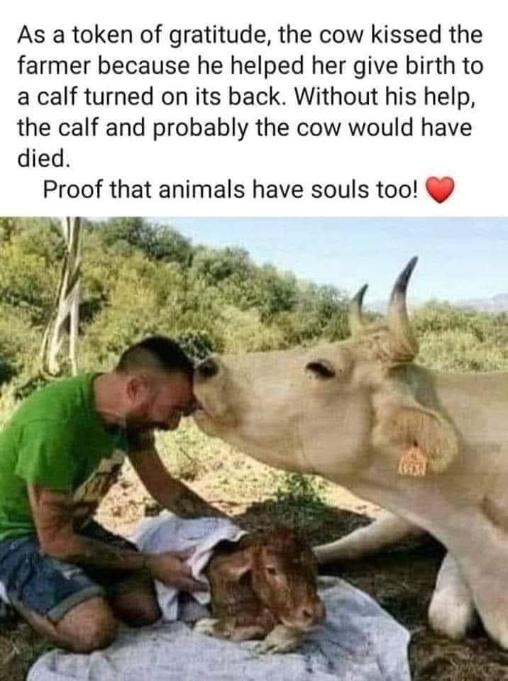 As a token of gratitude the cow kissed the farmer because he helped her give birth to a calf turned on its back Without his help the calf and probably the cow would have died Proof that animals have souls too R