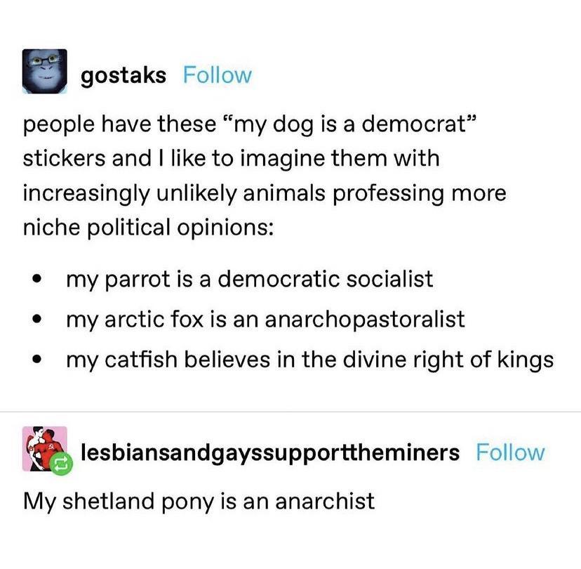 gostaks Follow people have these my dog is a democrat stickers and like to imagine them with increasingly unlikely animals professing more niche political opinions e my parrot is a democratic socialist e my arctic fox is an anarchopastoralist my catfish believes in the divine right of kings lesbiansandgayssupporttheminers Follow My shetland pony is an anarchist