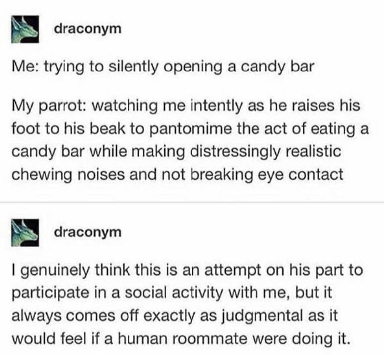 draconym Me trying to silently opening a candy bar My parrot watching me intently as he raises his foot to his beak to pantomime the act of eating a candy bar while making distressingly realistic chewing noises and not breaking eye contact draconym genuinely think this is an attempt on his part to participate in a social activity with me but it always comes off exactly as judgmental as it would fe