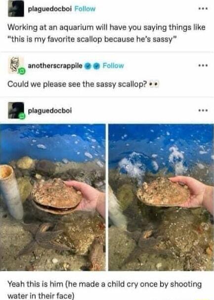 Ml poguedocol oo Working at an aquarium will have you saying things like this is my favorite scallop because hes sassy anotherscrappile o PP Could we please see the sassy scallop plaguedocboi Yeah this is him he made a child cry once by shooting water in their face