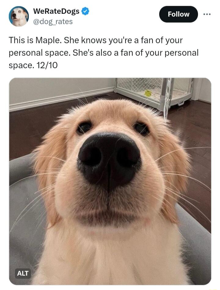 WeRateDogs dog_rates This is Maple She knows youre a fan of your personal space Shes also a fan of your personal space 1210