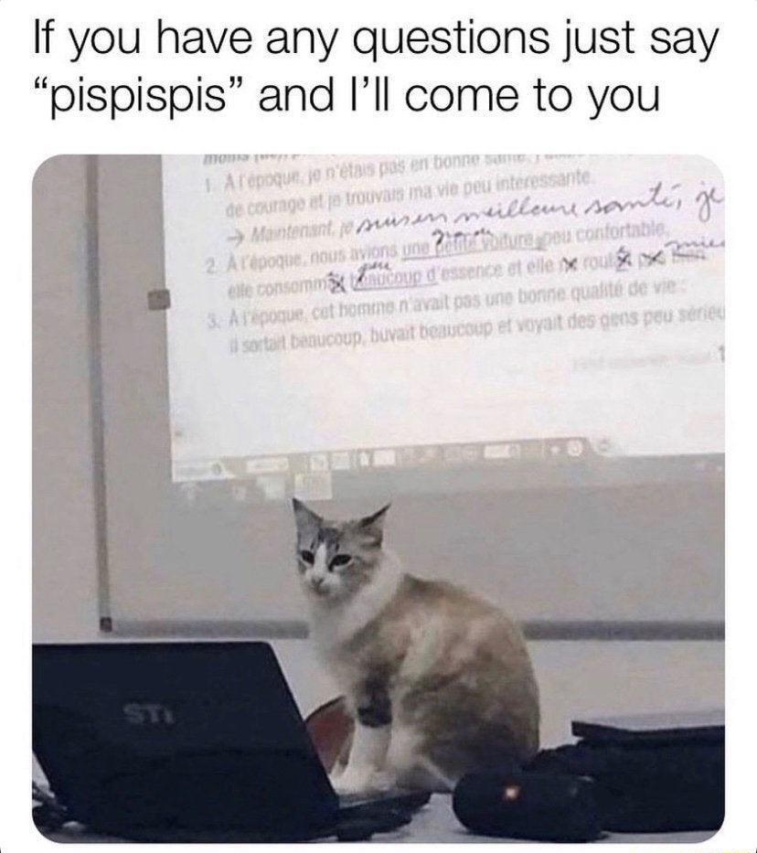 If you have any questions just say pispispis and Ill come to you