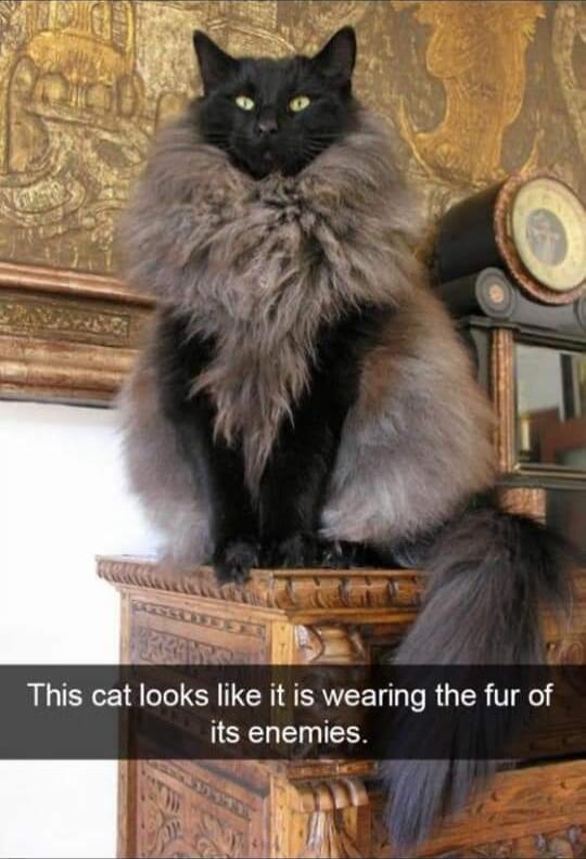 This cat looks like it is wearing the fur of its enemies
