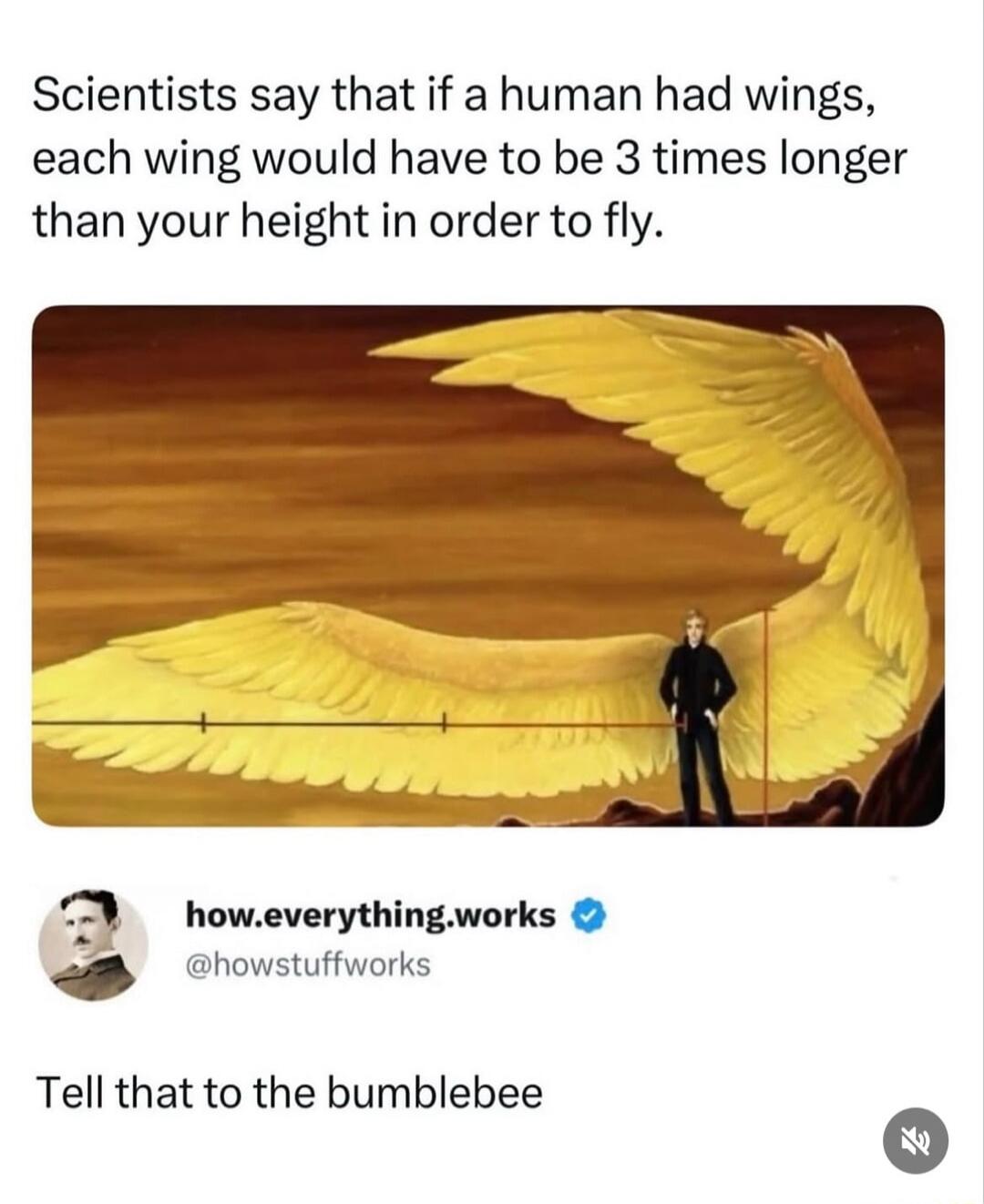 Scientists say that if a human had wings, each wing would have to be 3 times longer than your height in order to fly. Tell that to the bumblebee