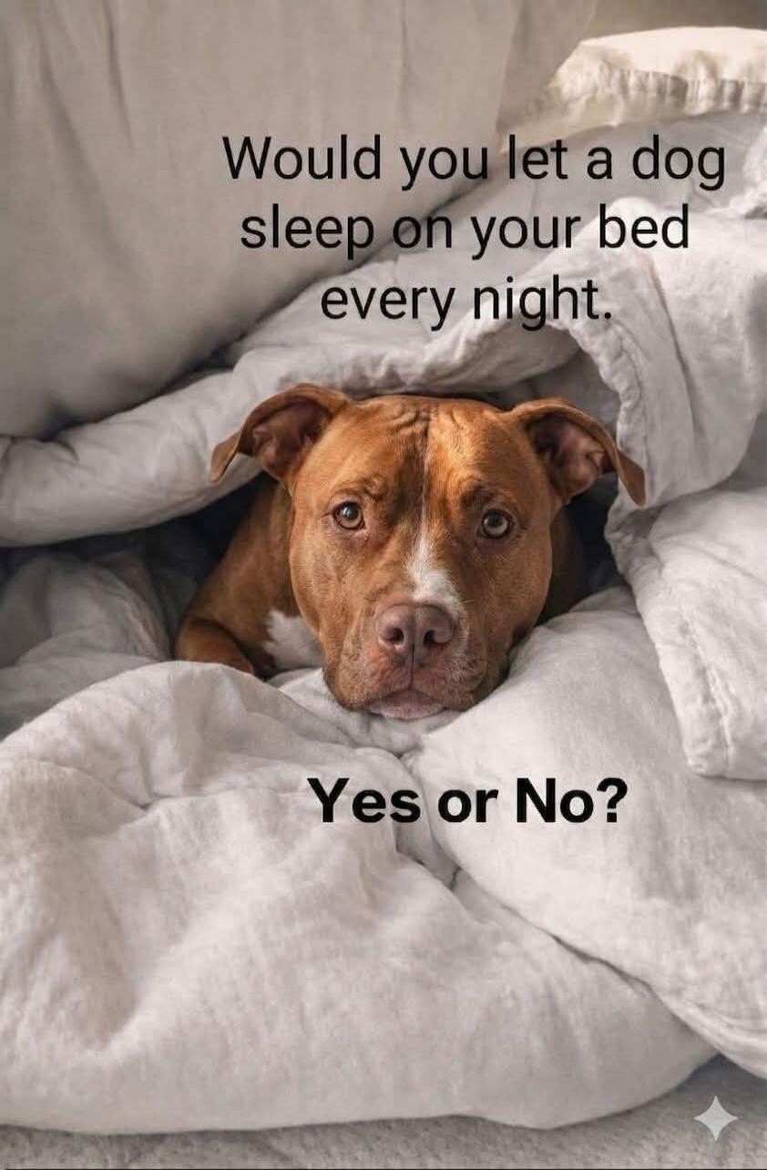 Would you let a dog sleep on your bed every night. Yes or No?