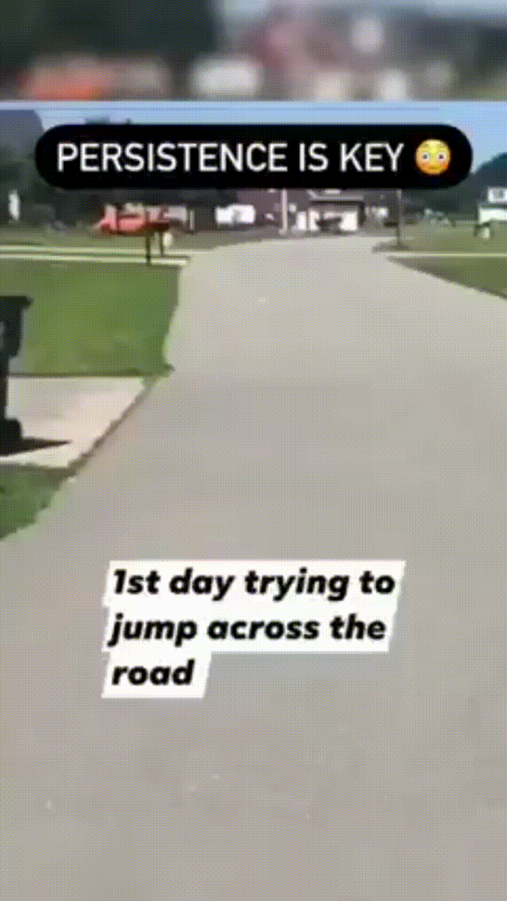 Ist day trying to jump across the road