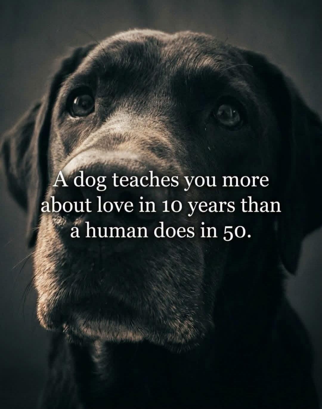 A dog teaches you more about love in 10 years than a human does in 50.