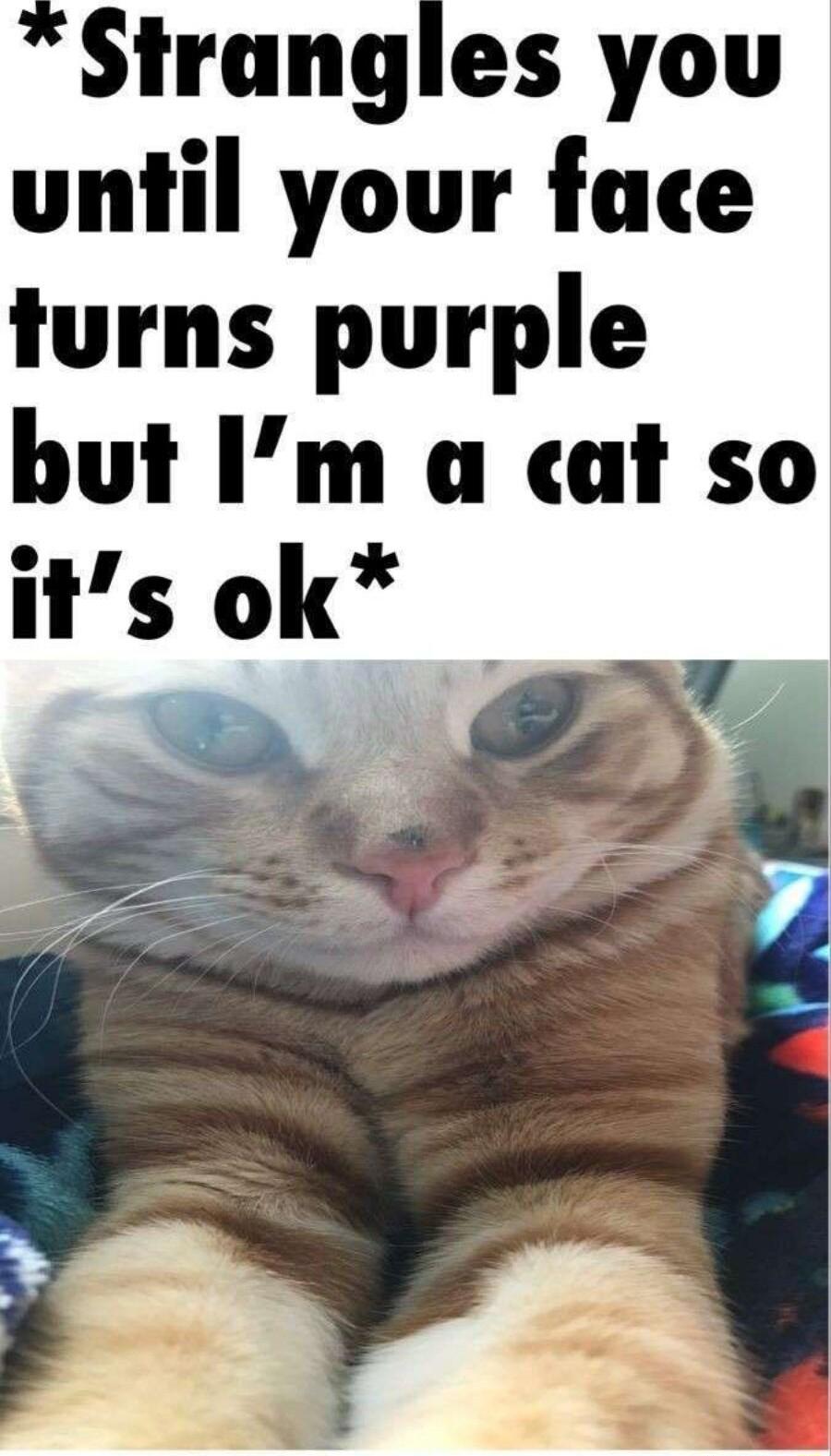 Strangles you until your face turns purple but Im a cat so