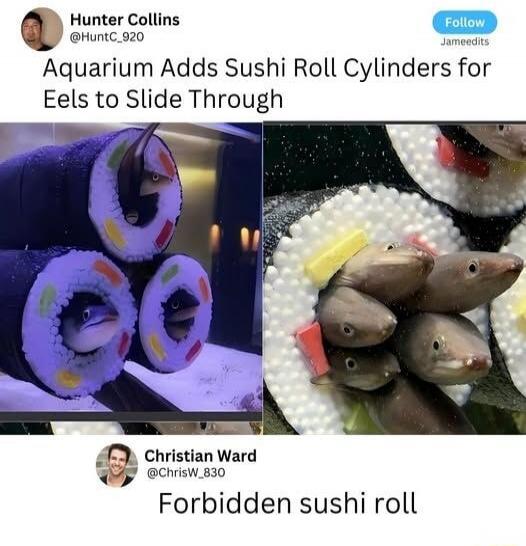 Aquarium Adds Sushi Roll Cylinders for Eels to Slide Through Forbidden sushi roll